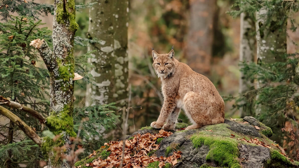 Michigan bobcat