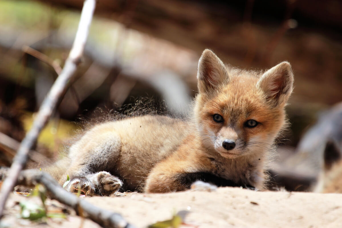 Red fox