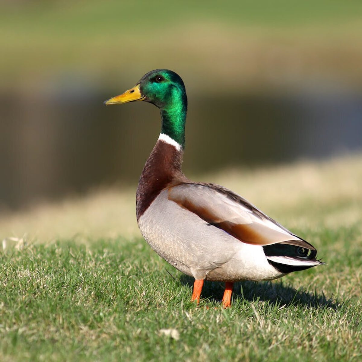 Mallard Duck