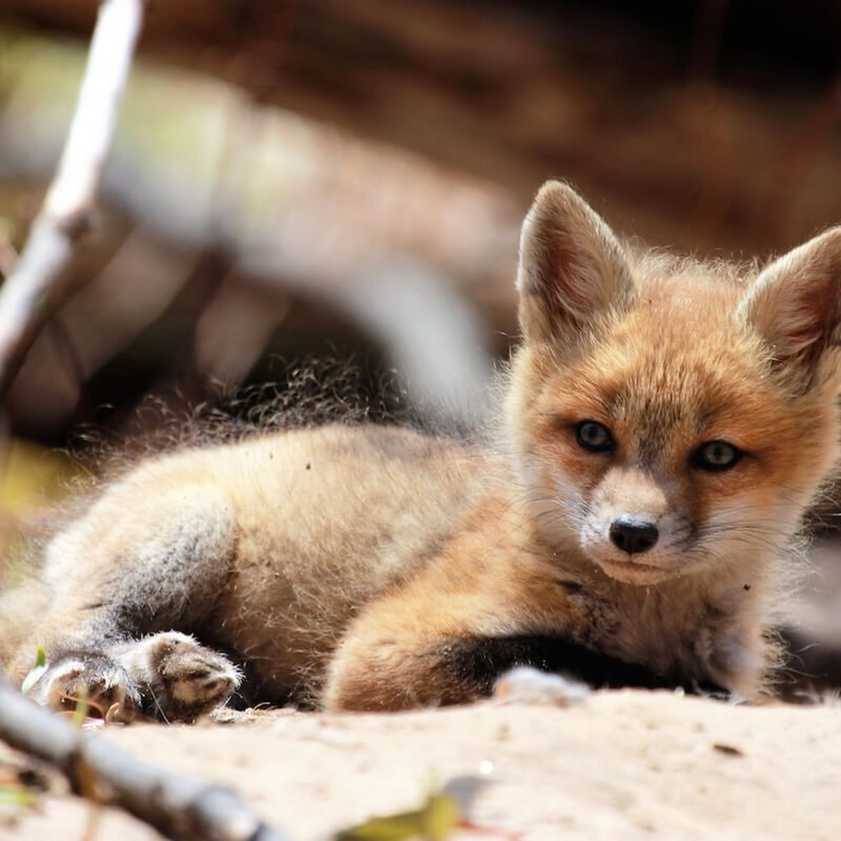 Red Fox