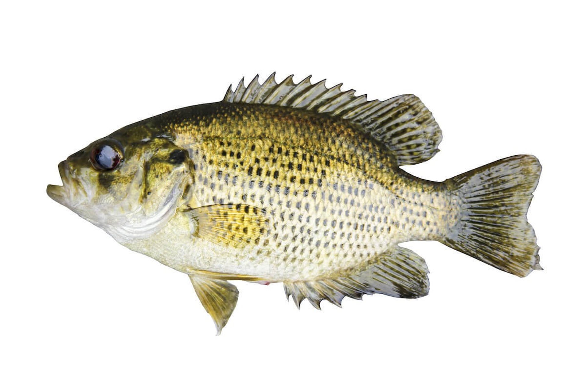 Rock Bass